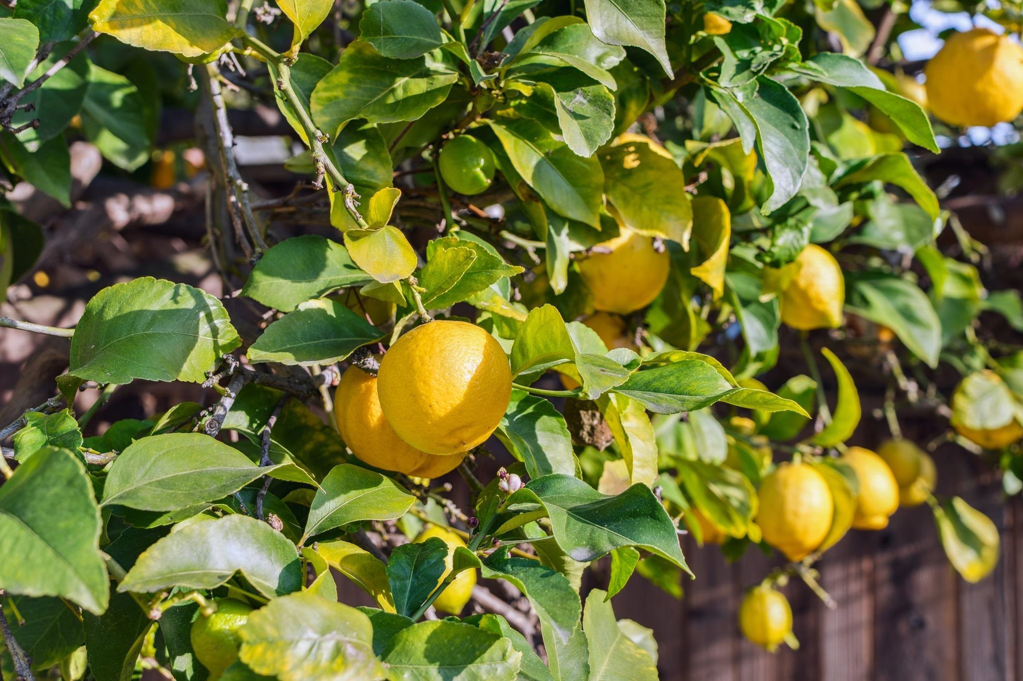 1308 Court Street Alameda, CA 94501 - Photo 59 of 60 Exterior view