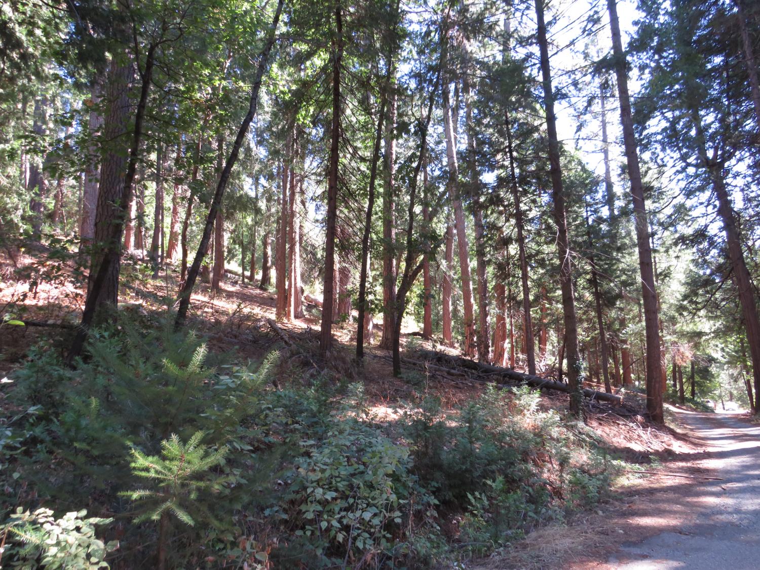 172 Sylvan Road Colfax, CA 95713 - Photo 3 of 19 a view of outdoor space and trees