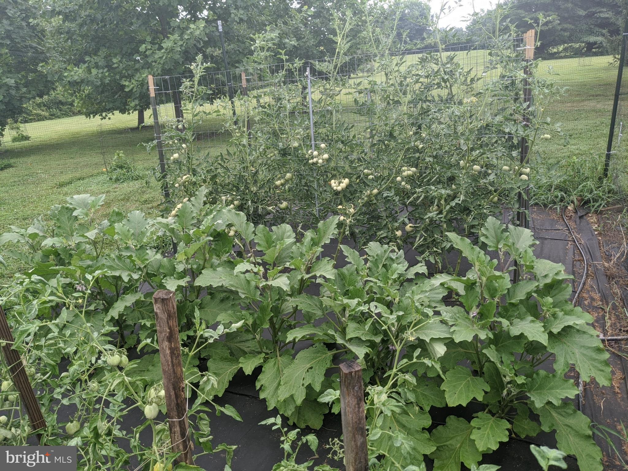 11930 Hall Shop Road Clarksville, MD 21029 - Photo 39 of 50 Garden