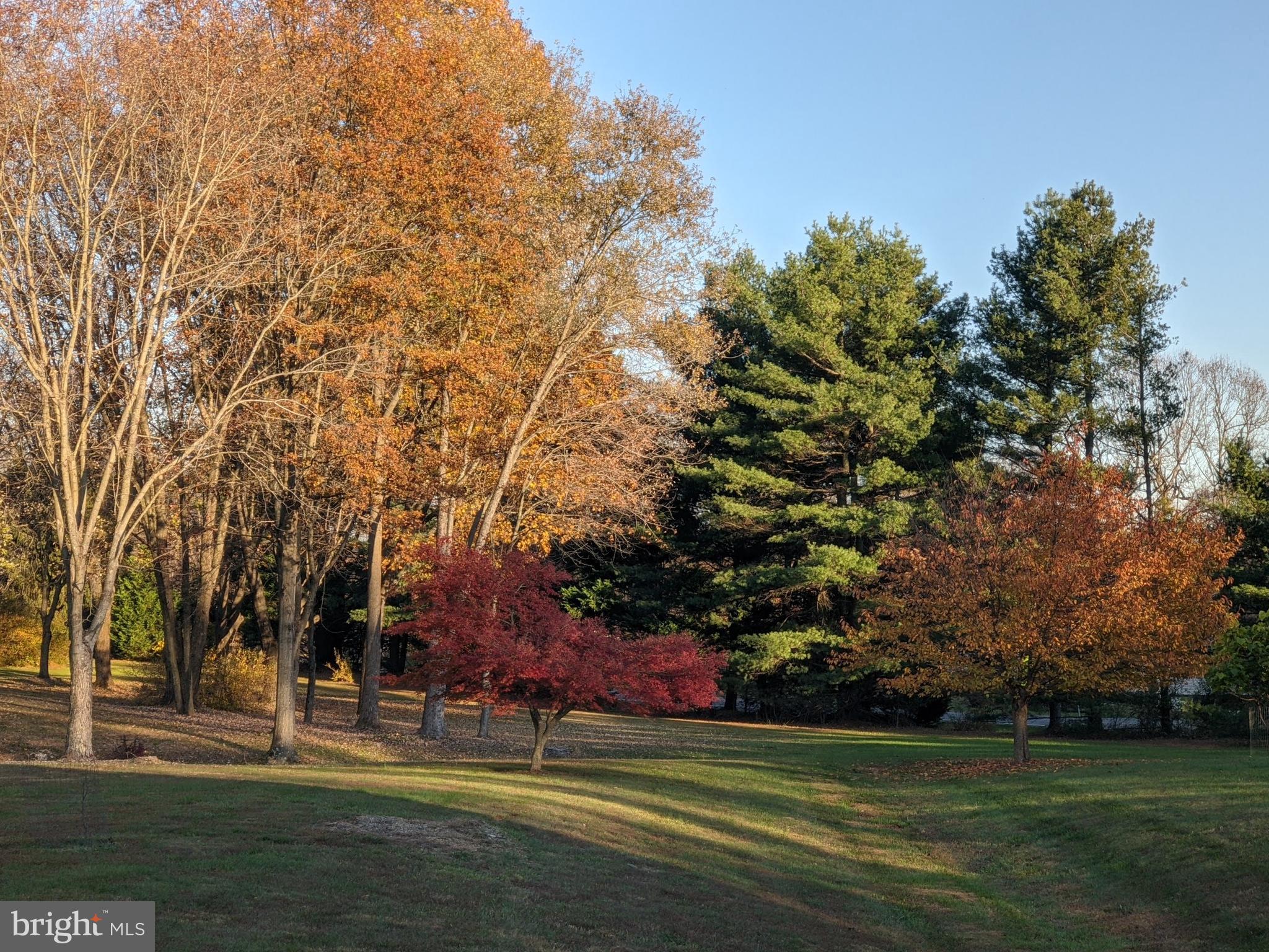 11930 Hall Shop Road Clarksville, MD 21029 - Photo 42 of 50 Trees