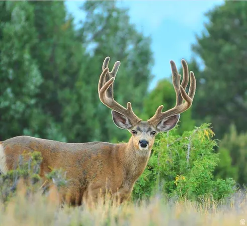 $3,750,000 | Undisclosed Address, Alton, UT 84710