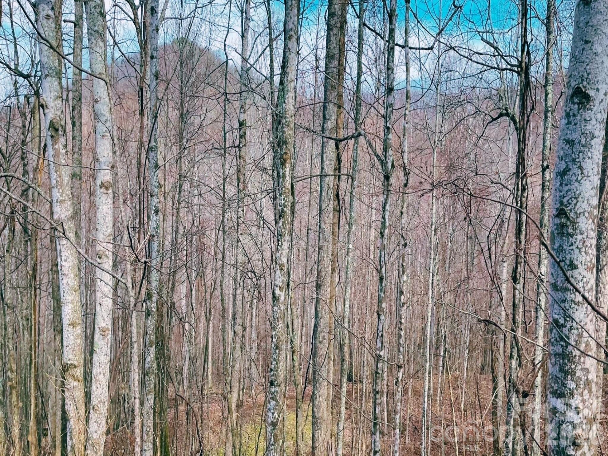 130 Gavin Glenn Road Barnardsville, NC 28709 - Photo 12 of 18