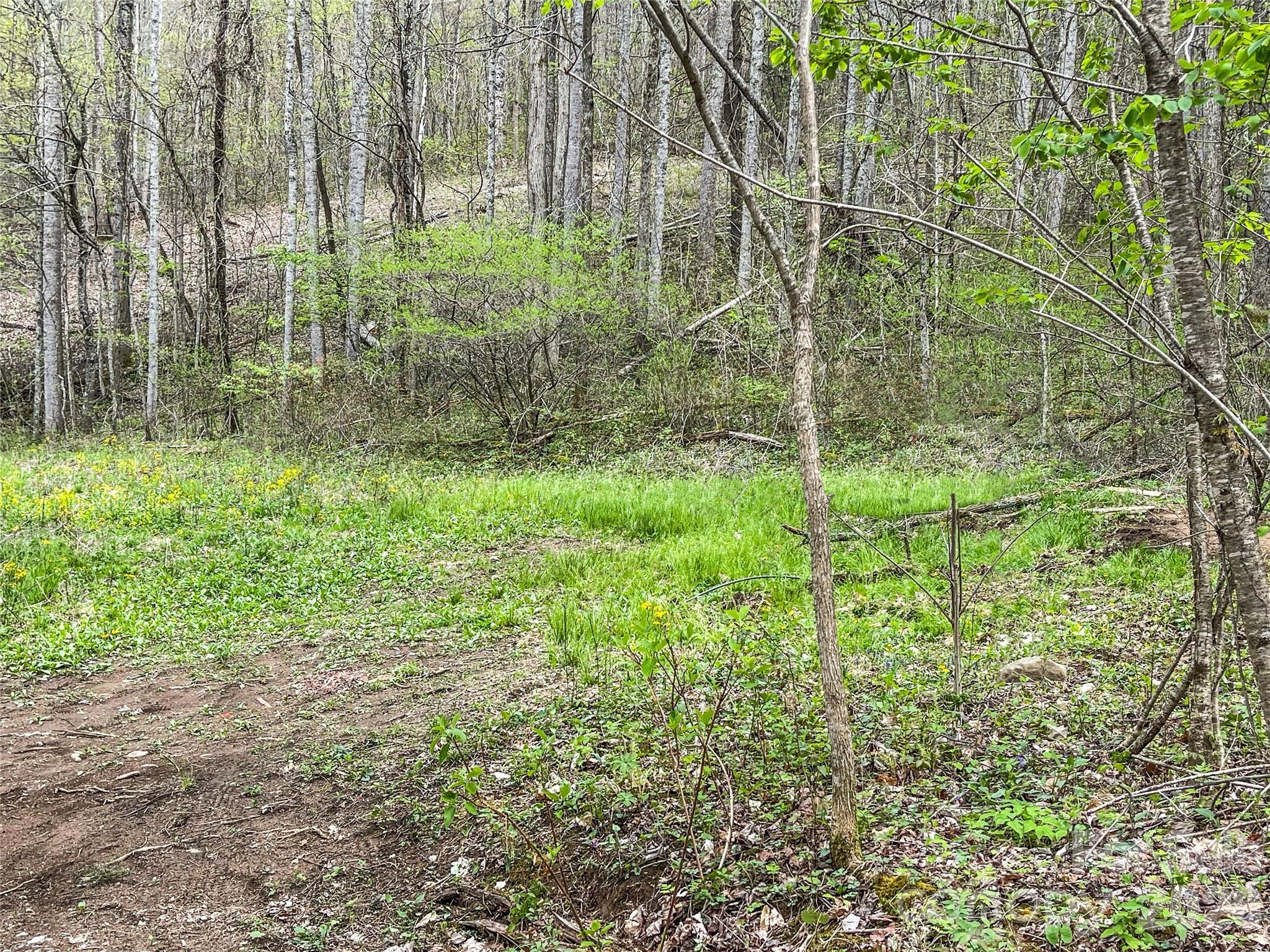 130 Gavin Glenn Road Barnardsville, NC 28709 - Photo 5 of 18