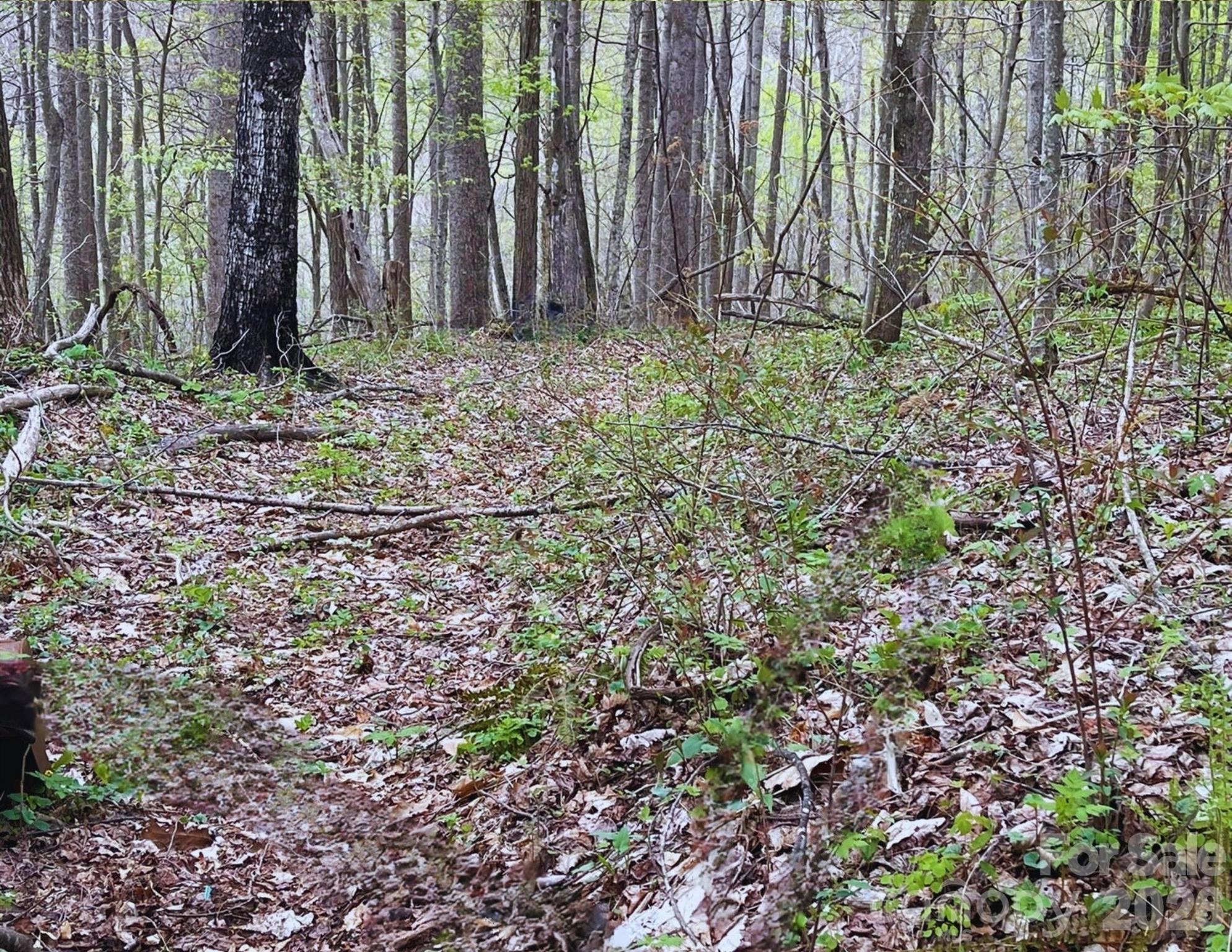 130 Gavin Glenn Road Barnardsville, NC 28709 - Photo 9 of 18