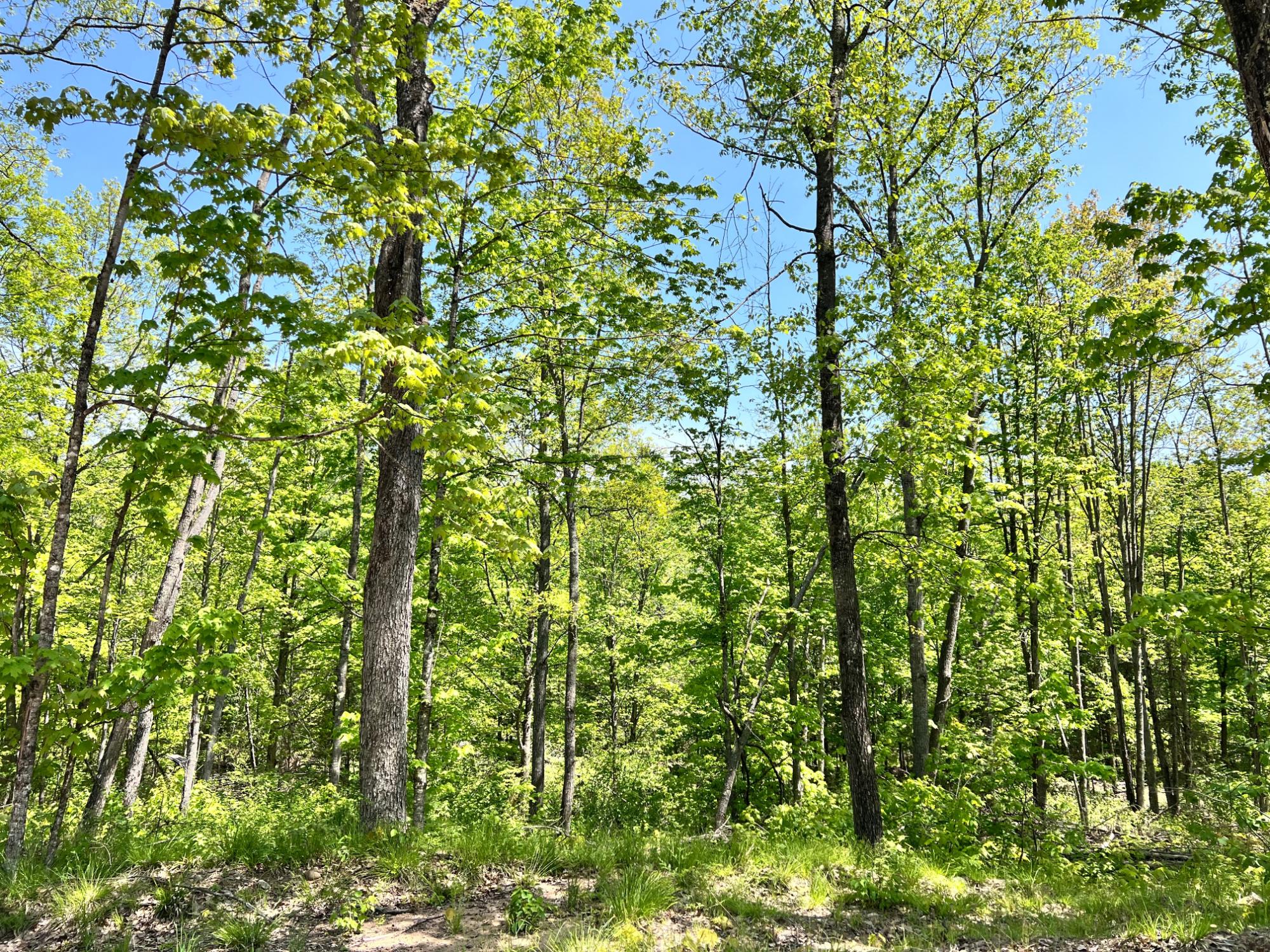 Lot 5 Timbercrest Way Conover, WI 54519 - Photo 3 of 14 Gallery Image 3