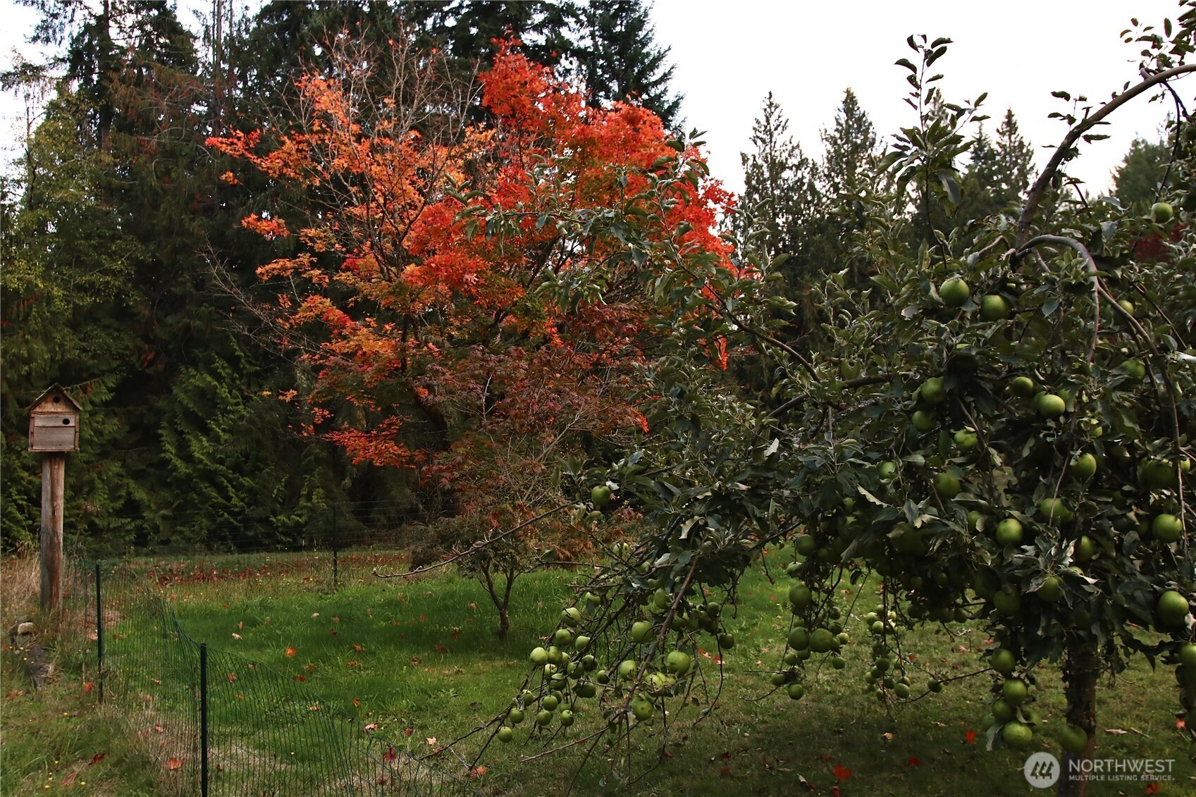 12620 Old Military Road Northeast Poulsbo, WA 98370 - Photo 31 of 35 a view of a tree with a yard