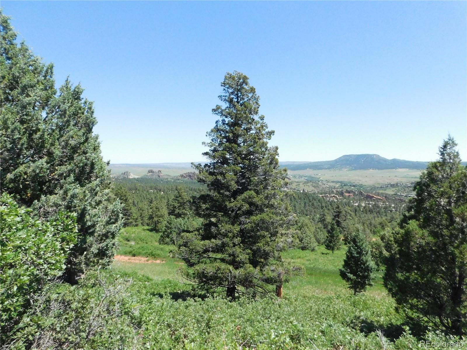 a view of a lush green forest with trees in the background