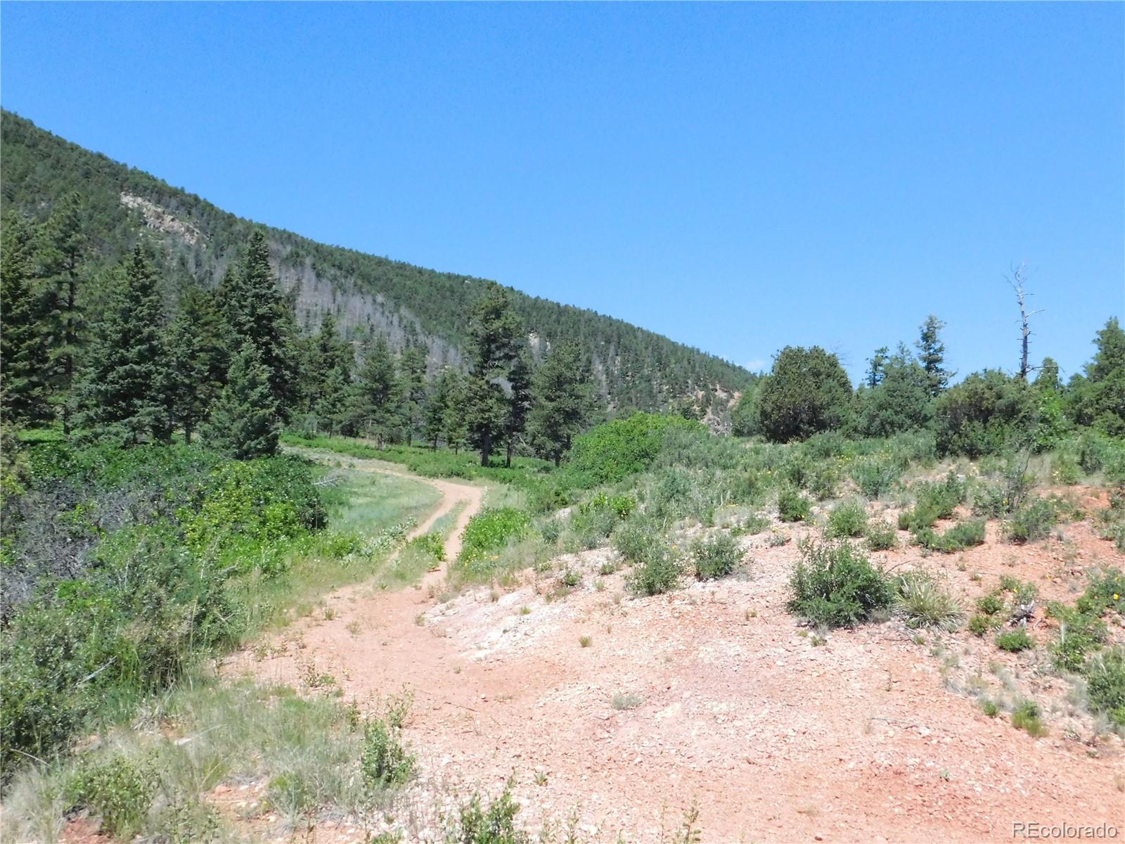 5900 Pawnee Road Larkspur, CO 80118 - Photo 12 of 45 a view of a yard with a tree