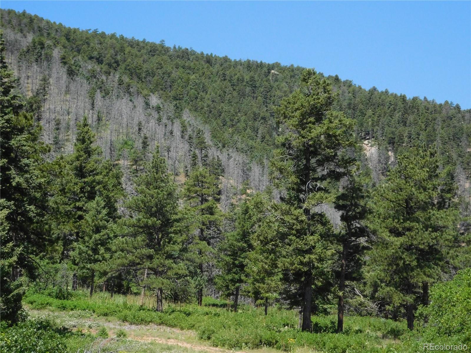 5900 Pawnee Road Larkspur, CO 80118 - Photo 14 of 45 a view of a forest with a mountain in the background