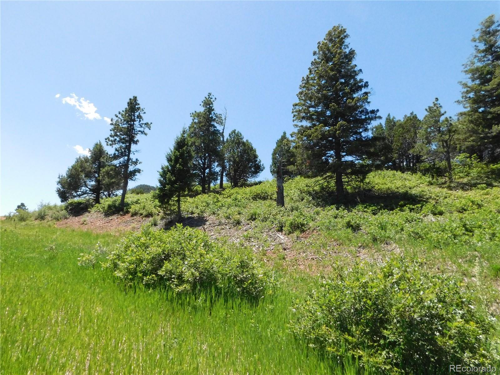 5900 Pawnee Road Larkspur, CO 80118 - Photo 2 of 45 a backyard of a house with lots of green space and trees all around