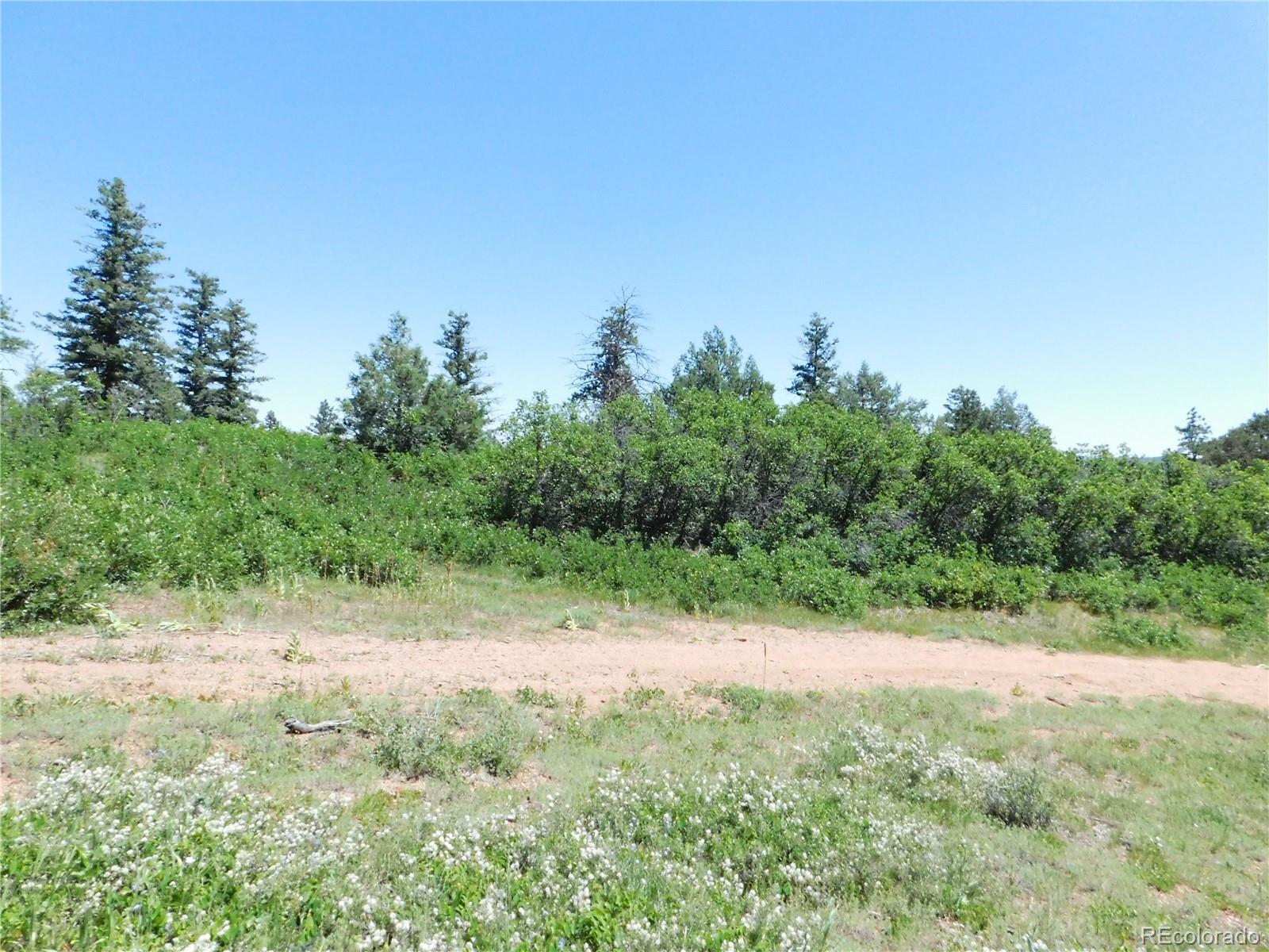 5900 Pawnee Road Larkspur, CO 80118 - Photo 24 of 45 a view of a yard with a tree