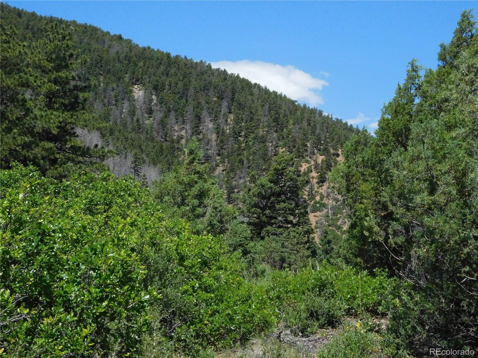 5900 Pawnee Road Larkspur, CO 80118 - Photo 37 of 45 a view of a forest with a tree