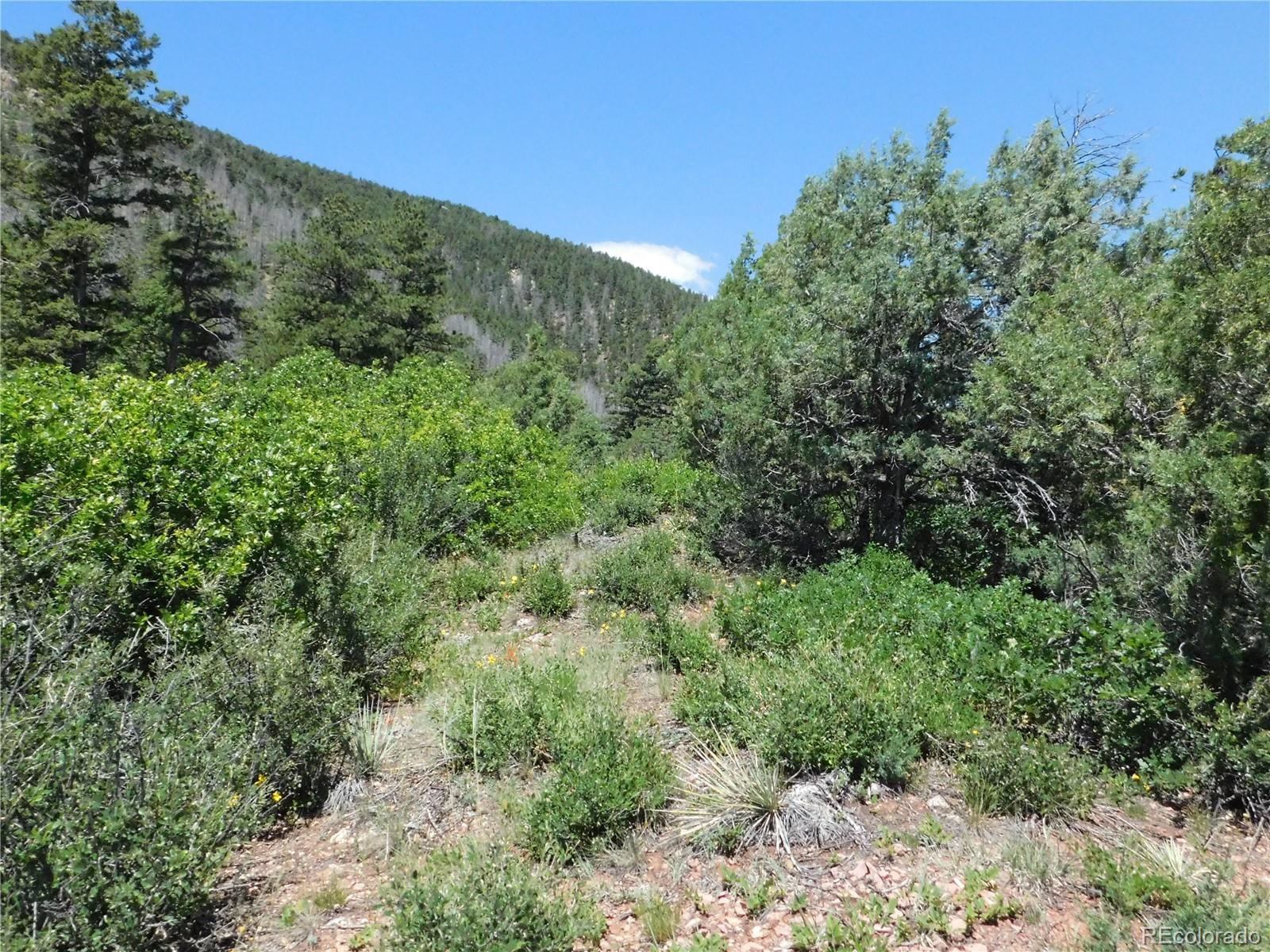 5900 Pawnee Road Larkspur, CO 80118 - Photo 39 of 45 a view of a forest with a street