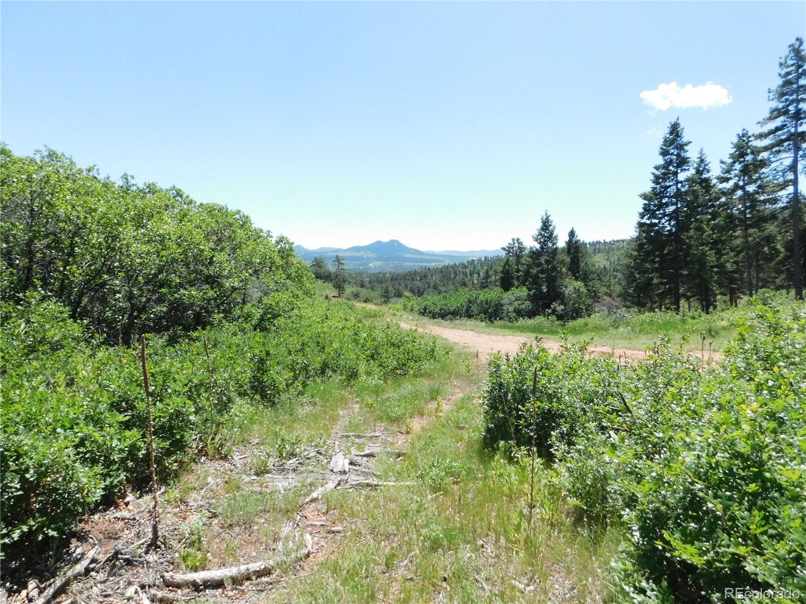 5900 Pawnee Road Larkspur, CO 80118 - Photo 41 of 45 a view of a lush green forest with trees and some plants
