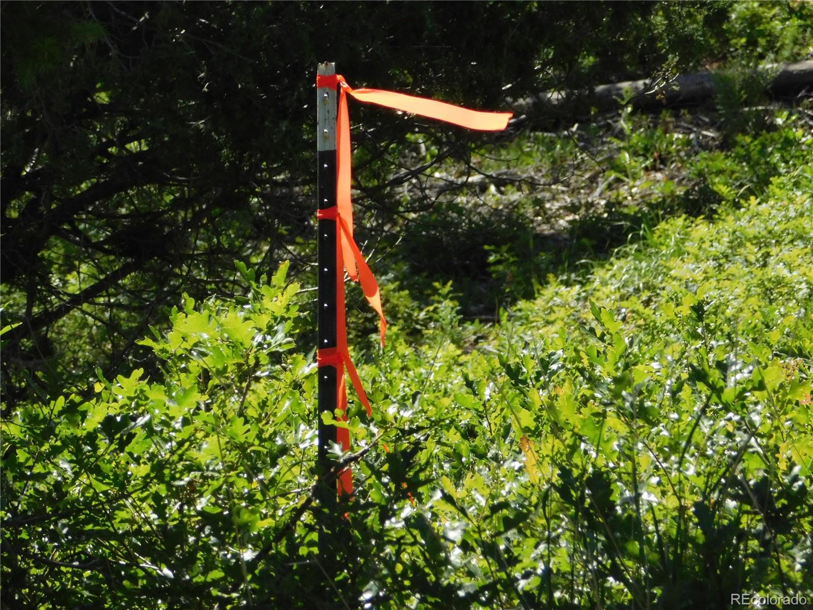 5900 Pawnee Road Larkspur, CO 80118 - Photo 42 of 45 a close up of a plant in a garden