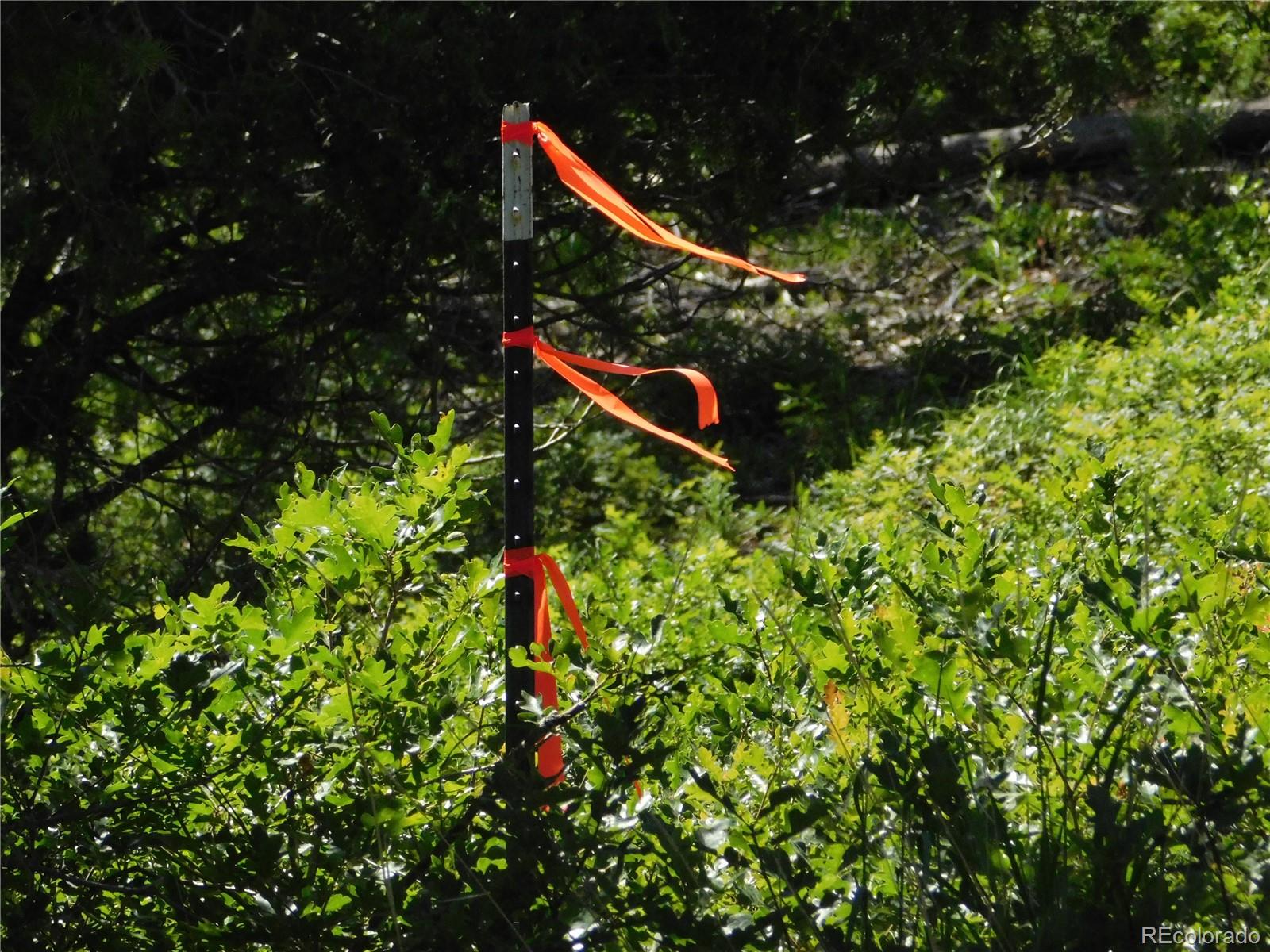 5900 Pawnee Road Larkspur, CO 80118 - Photo 44 of 45 a view of a tree in a garden