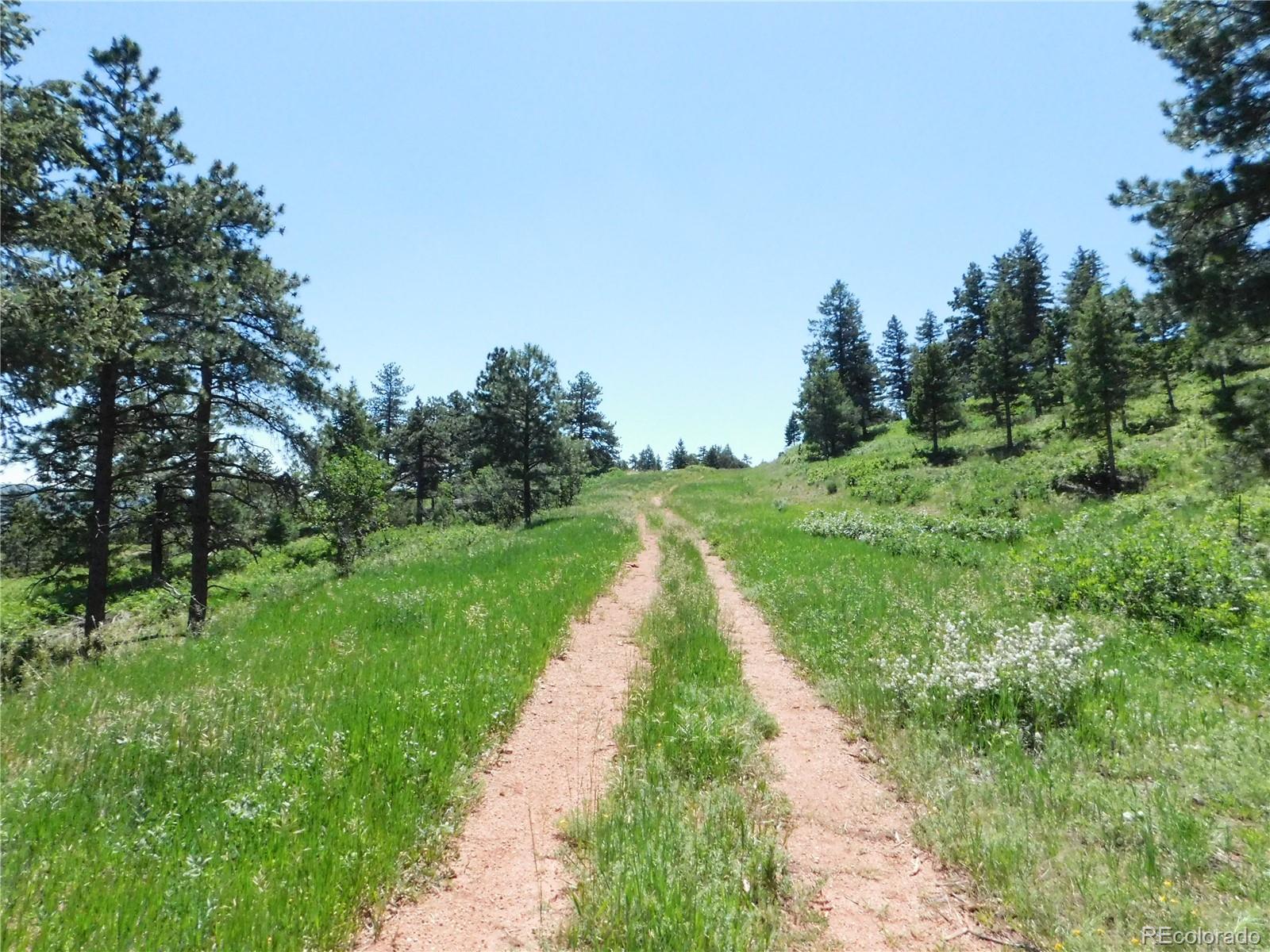 5900 Pawnee Road Larkspur, CO 80118 - Photo 7 of 45 a view of a pathway both side of grassy field with trees