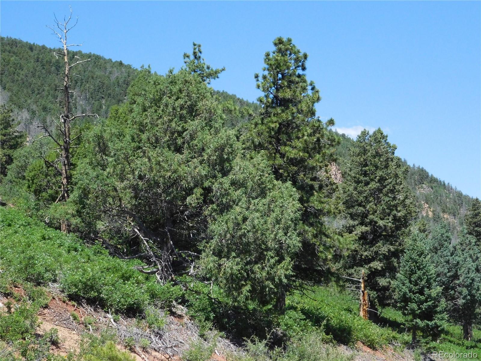 5900 Pawnee Road Larkspur, CO 80118 - Photo 8 of 45 an aerial view of a house with a yard