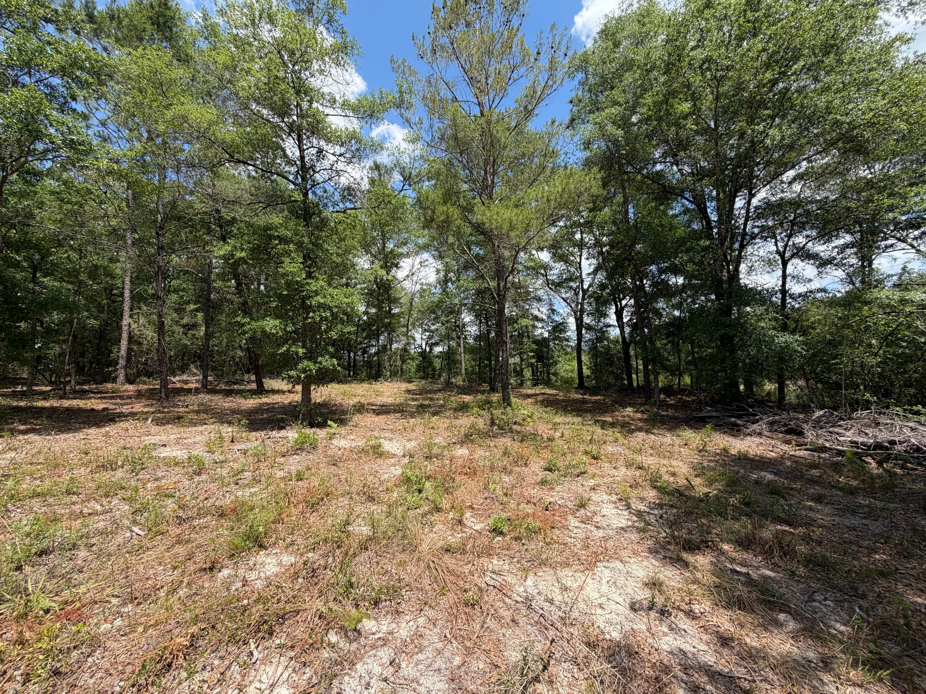 0 Laird Road Crestview, FL 32539 - Photo 8 of 59 IMG_0680