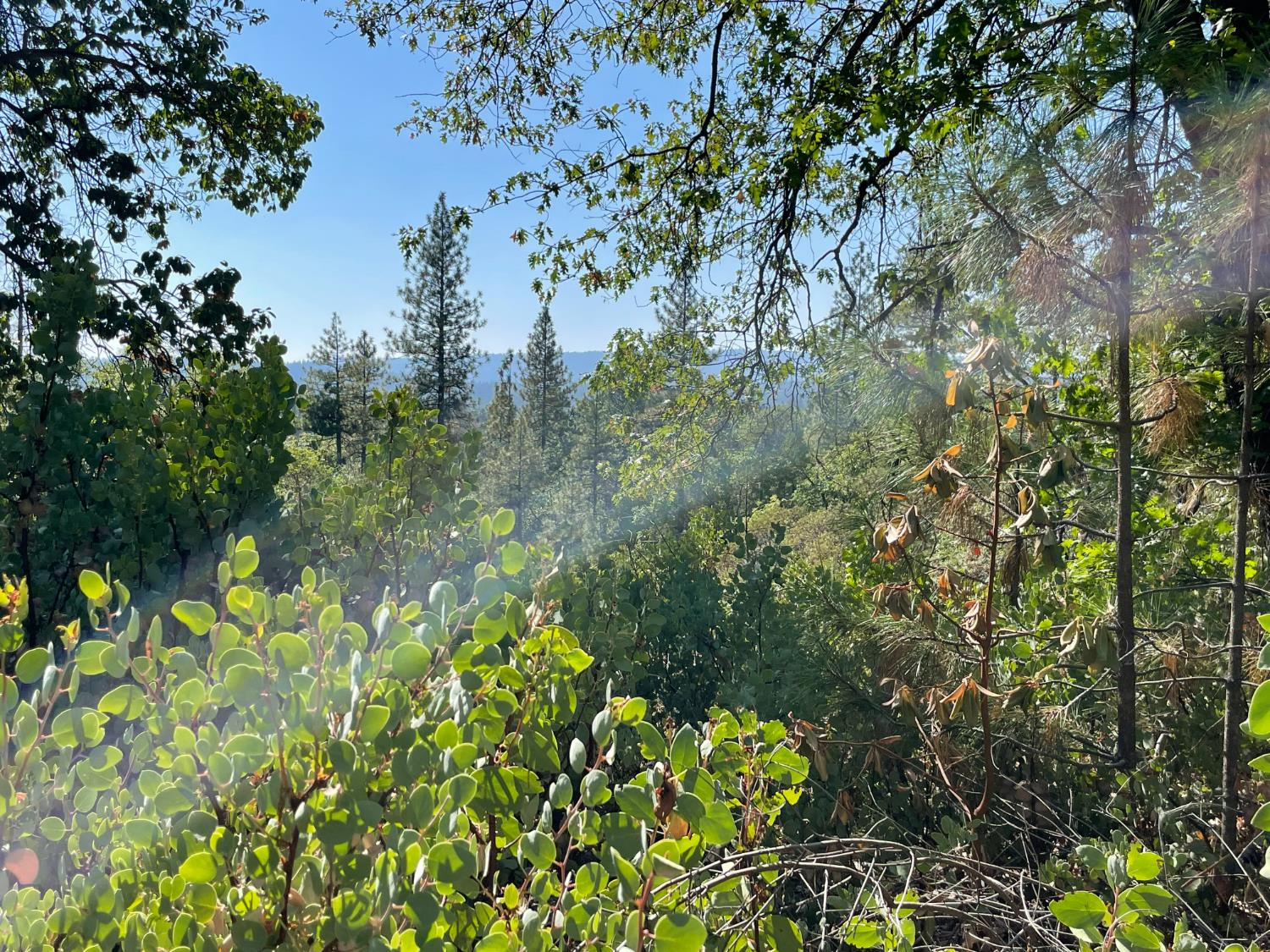 0 North Forbestown Road Forbestown, CA 95941 - Photo 2 of 9 a backyard of a house with lots of green space