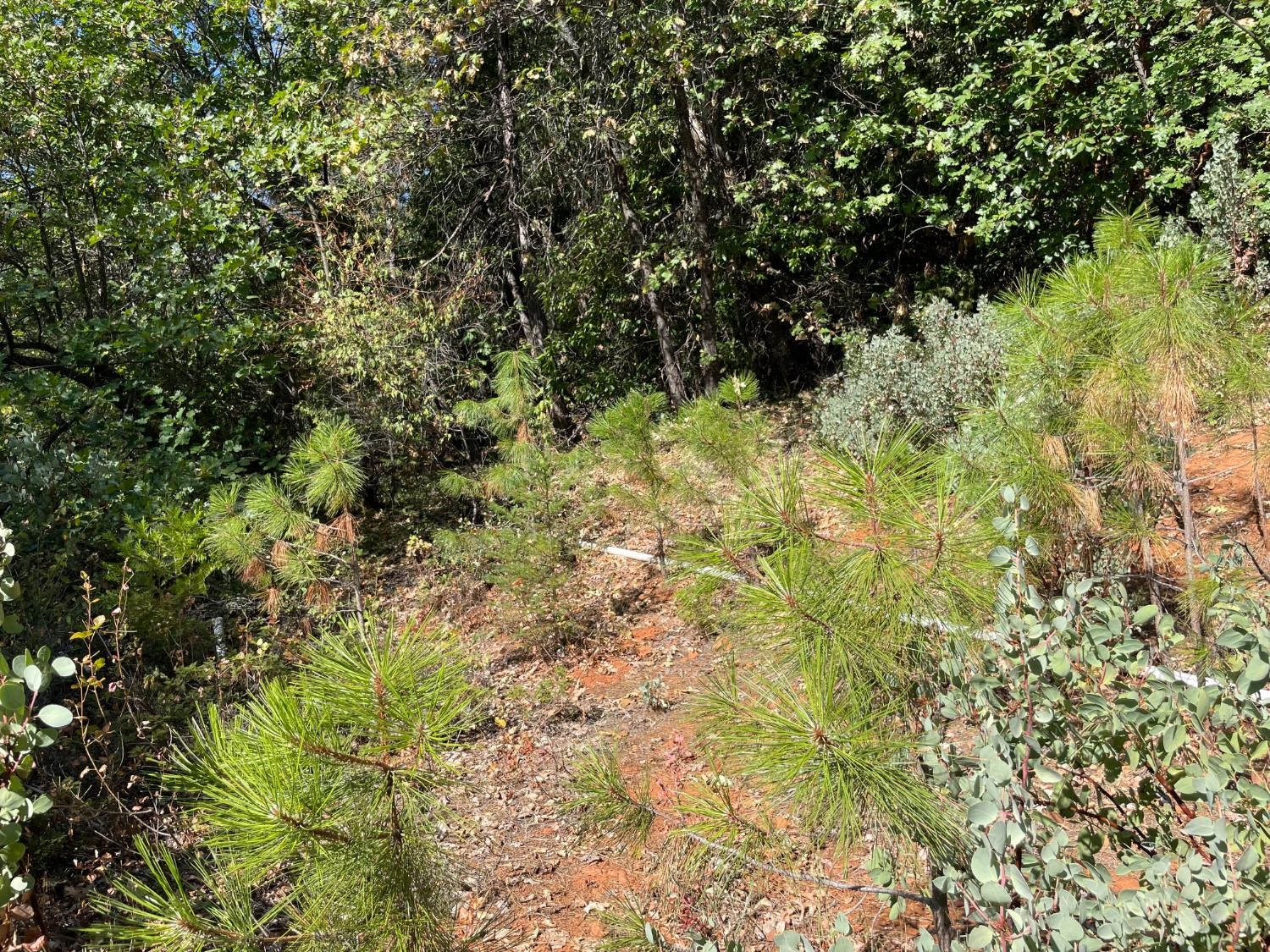 0 North Forbestown Road Forbestown, CA 95941 - Photo 3 of 9 a view of a yard