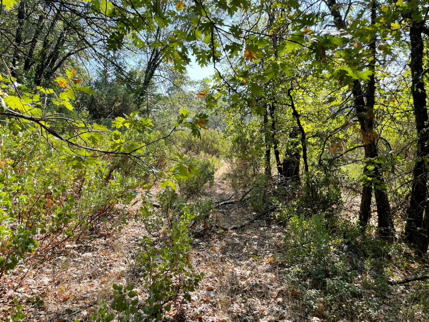 0 North Forbestown Road Forbestown, CA 95941 - Photo 5 of 9 a view of a tree