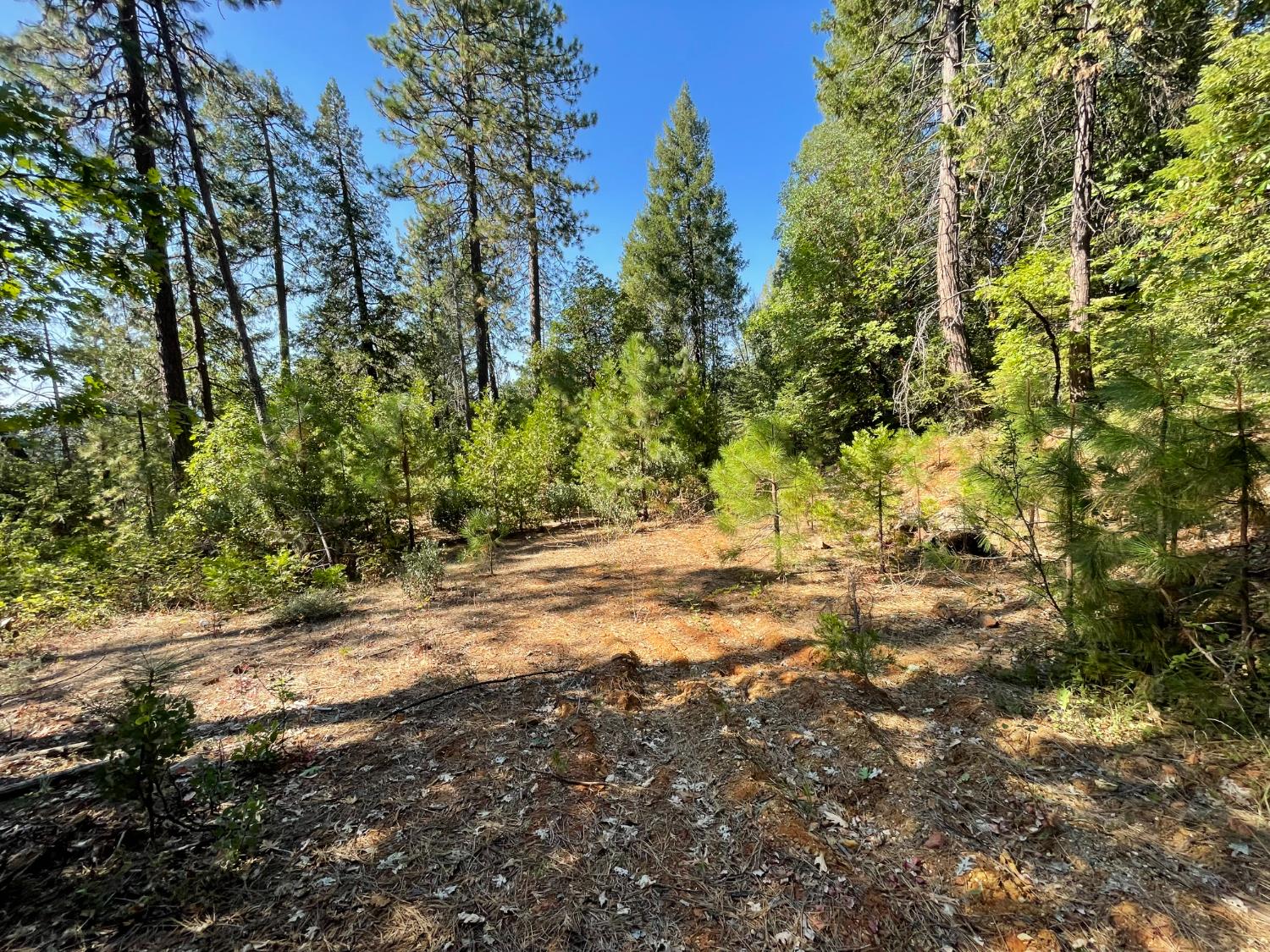 0 North Forbestown Road Forbestown, CA 95941 - Photo 6 of 9 a view of a yard with plants and trees