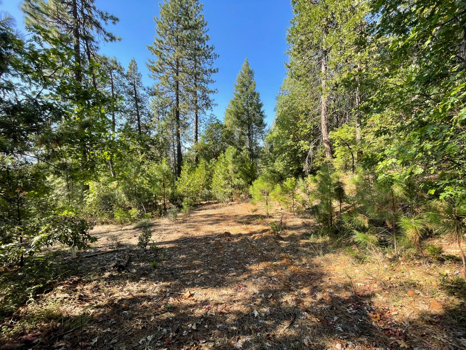 0 North Forbestown Road Forbestown, CA 95941 - Photo 7 of 9 a view of a yard with plants and trees