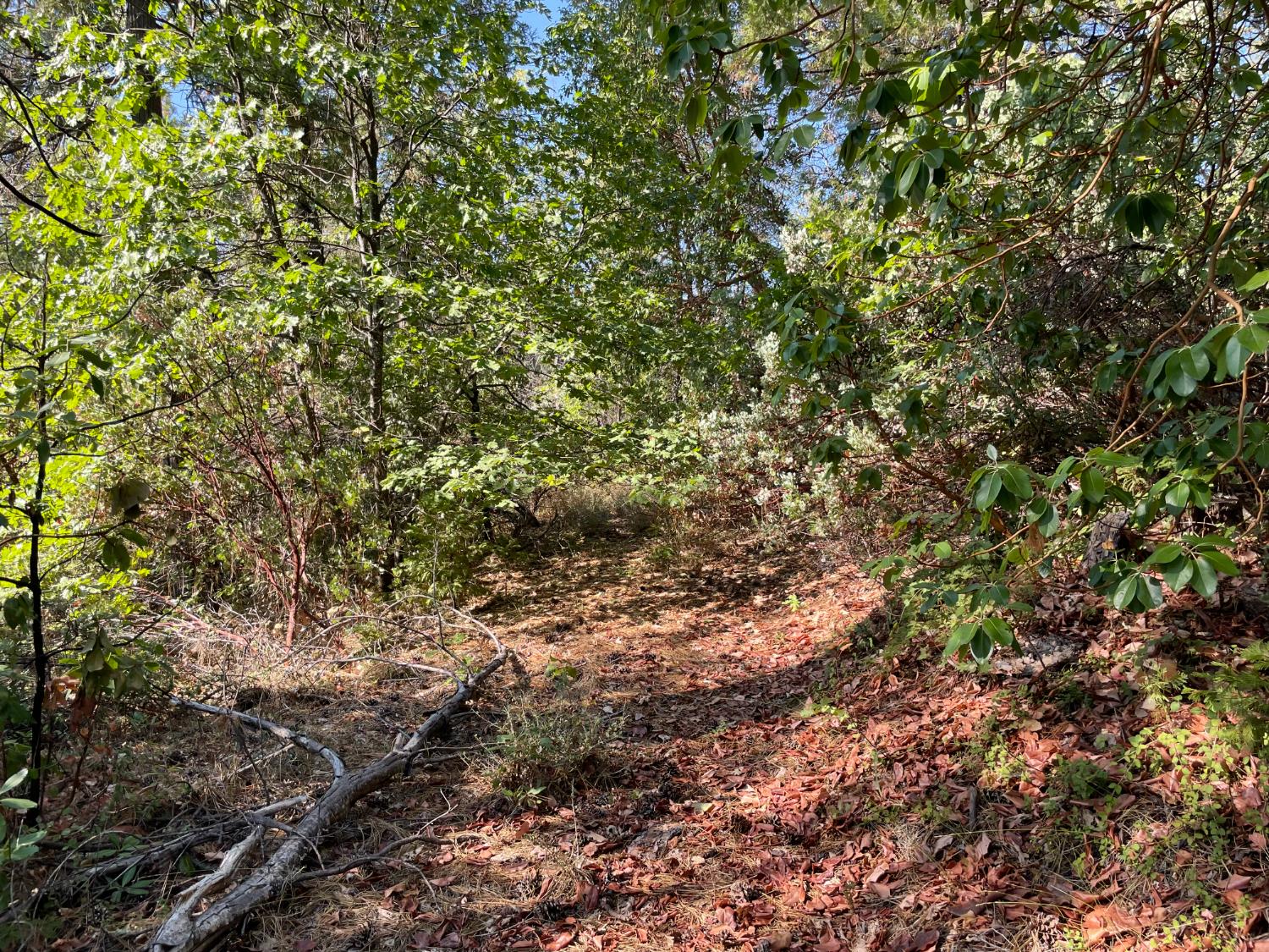 0 North Forbestown Road Forbestown, CA 95941 - Photo 8 of 9 a view of a large tree