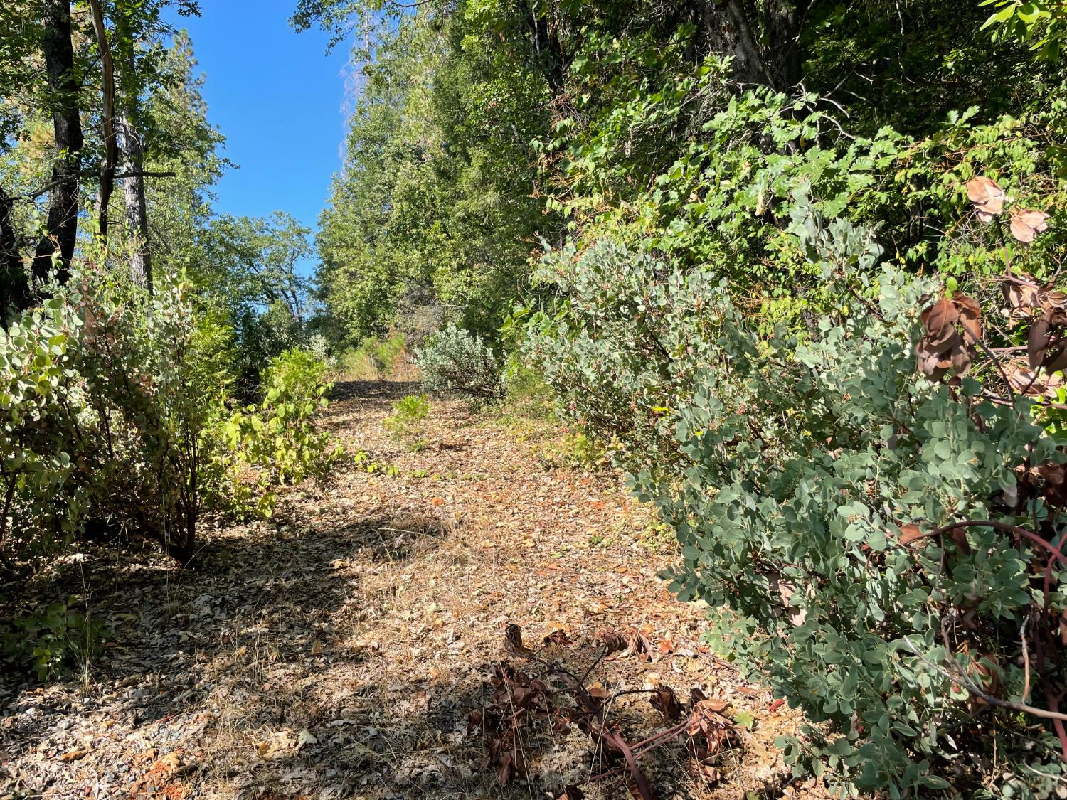 0 North Forbestown Road Forbestown, CA 95941 - Photo 9 of 9 a view of a yard with plants and trees