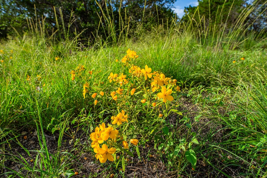 230 Camino Real Road Northwest Junction, TX 76849 - Photo 11 of 26 a view of a yard
