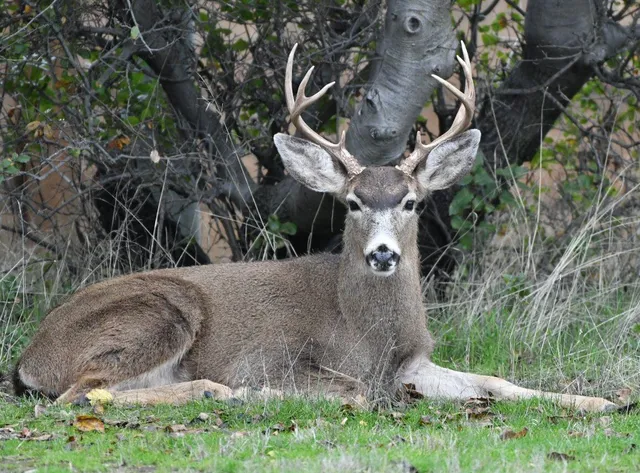 $629,500 | 8688 Camino Del Arroyo, Palo Cedro, CA 96073