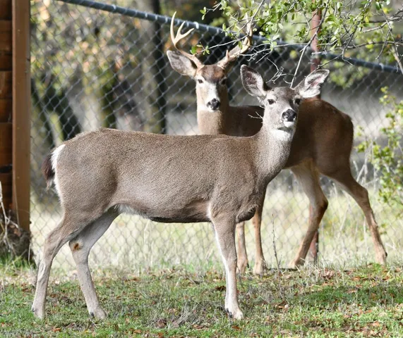 $629,500 | 8688 Camino Del Arroyo, Palo Cedro, CA 96073