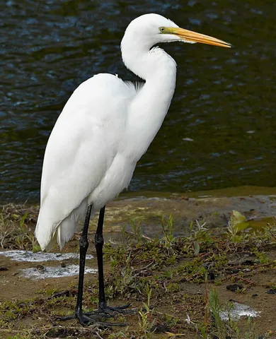 $629,500 | 8688 Camino Del Arroyo, Palo Cedro, CA 96073