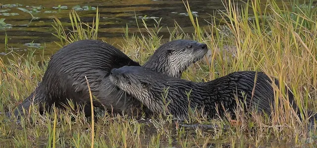 $629,500 | 8688 Camino Del Arroyo, Palo Cedro, CA 96073