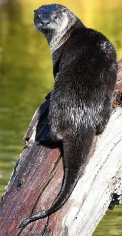 $629,500 | 8688 Camino Del Arroyo, Palo Cedro, CA 96073