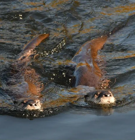 $629,500 | 8688 Camino Del Arroyo, Palo Cedro, CA 96073