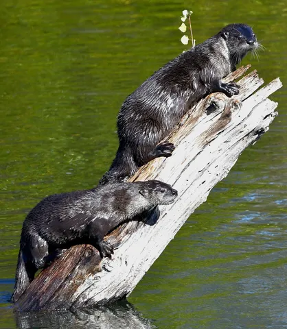 $629,500 | 8688 Camino Del Arroyo, Palo Cedro, CA 96073