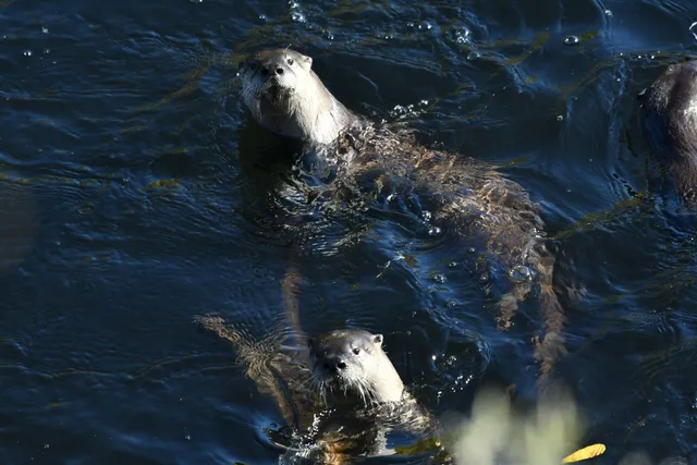 $629,500 | 8688 Camino Del Arroyo, Palo Cedro, CA 96073