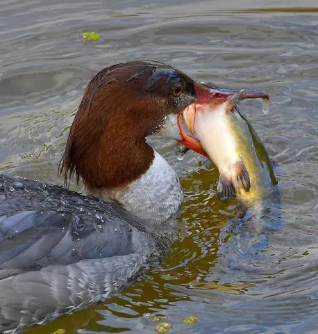 $629,500 | 8688 Camino Del Arroyo, Palo Cedro, CA 96073