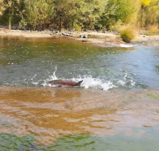 $629,500 | 8688 Camino Del Arroyo, Palo Cedro, CA 96073