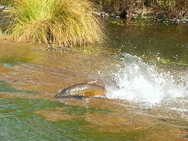 $629,500 | 8688 Camino Del Arroyo, Palo Cedro, CA 96073