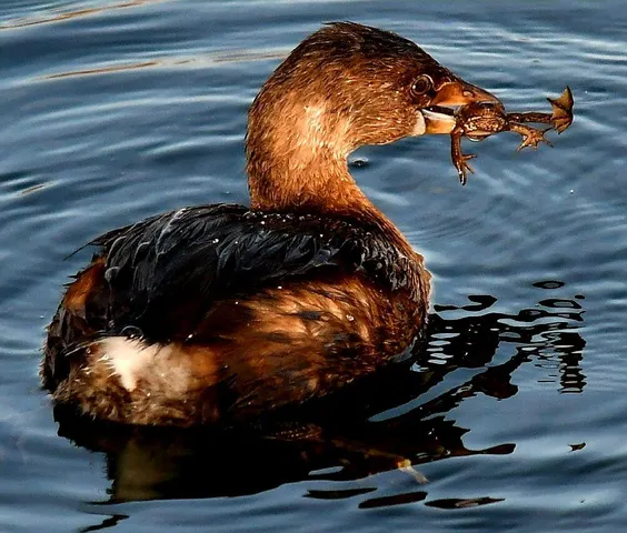 $629,500 | 8688 Camino Del Arroyo, Palo Cedro, CA 96073