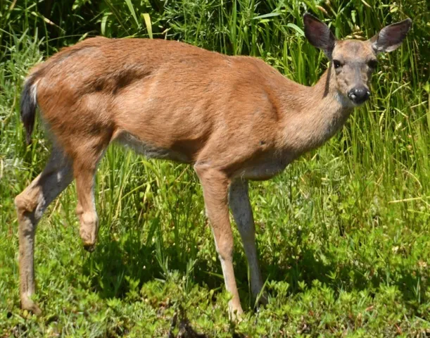 $629,500 | 8688 Camino Del Arroyo, Palo Cedro, CA 96073