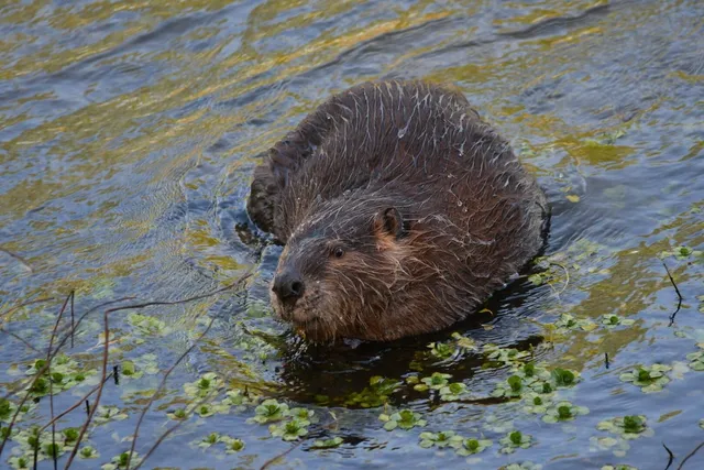 $629,500 | 8688 Camino Del Arroyo, Palo Cedro, CA 96073