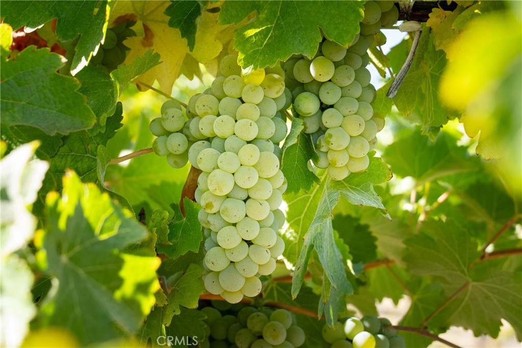 5790 Hog Canyon Road San Miguel, CA 93451 - Photo 5 of 38