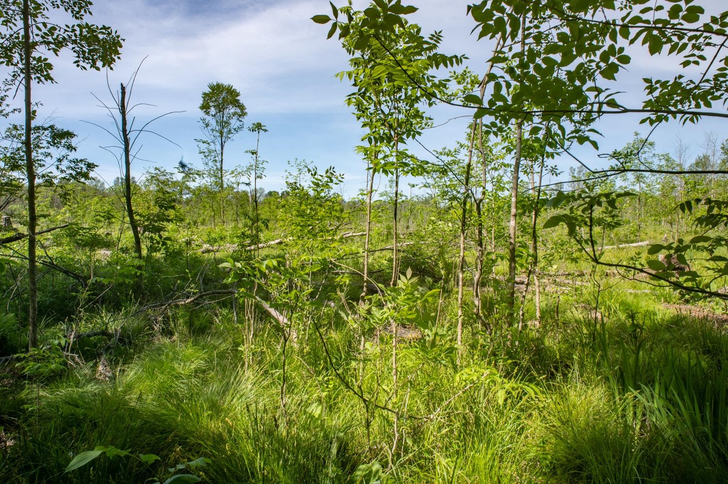 Chicago Road Redgranite, WI 54970 - Photo 28 of 37