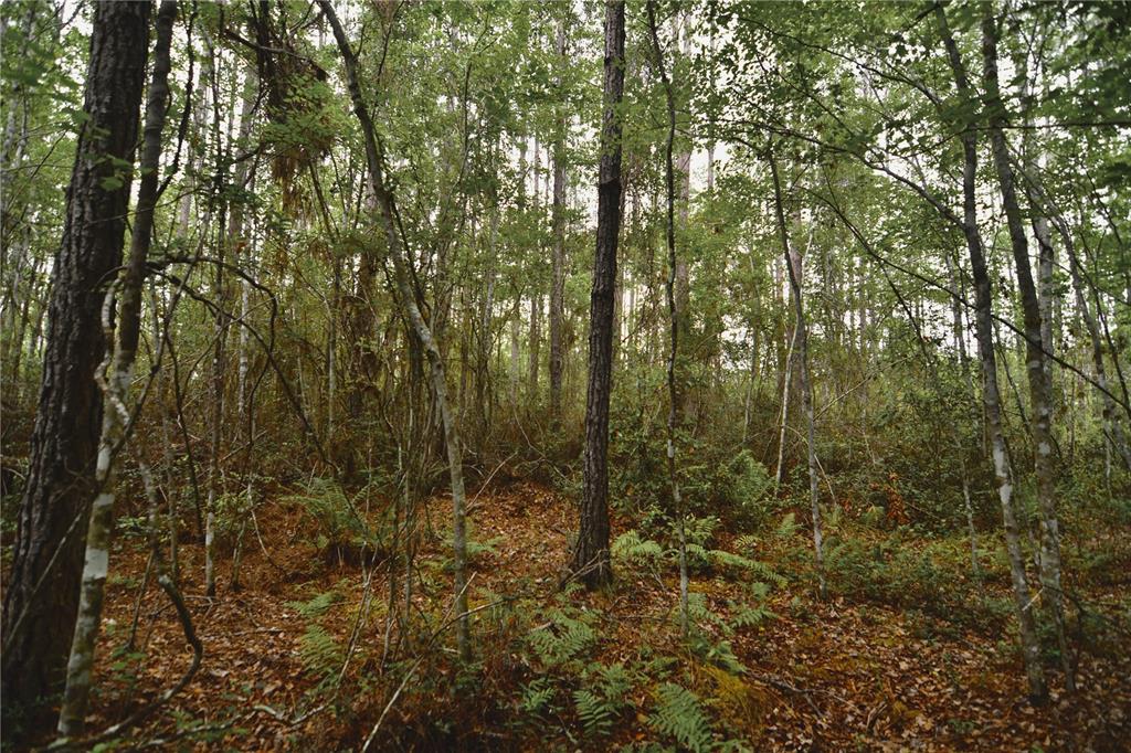 Sweet Gum Road Glen St. Mary, FL 32040 - Photo 14 of 44