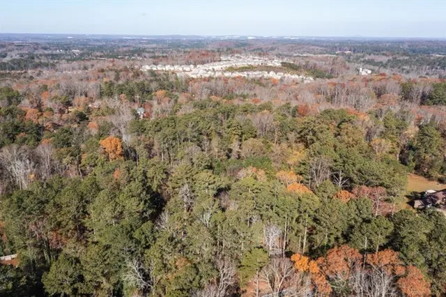 a view of a forest with a tree