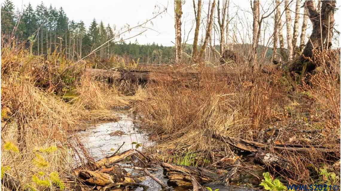 Gooseneck (parcel 289476) Road Sheridan, OR 97378 - Photo 15 of 23